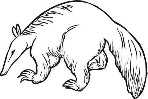 Anteater 6 Coloring Page